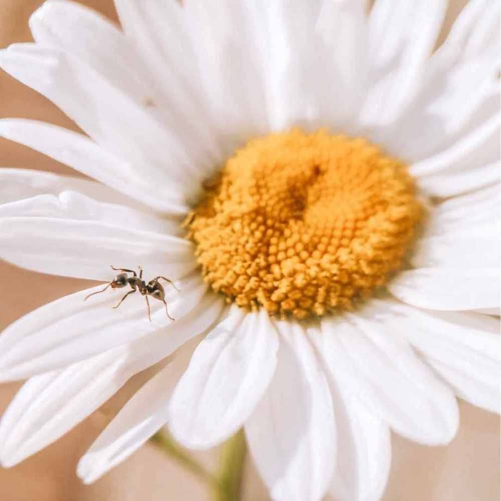 Ulanzi 75mm Macro Phone Lens (1678) for Smartphone | Universal Clip-On Mobile Camera Lens | DSLR-Like Close-Up Photography | Multi-Layer Coated Lens | Compatible with iPhone & Android